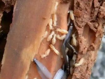 麻栗坡白蚁防治公司分享工厂厂房白蚁防控，保障生产仓储正常运转